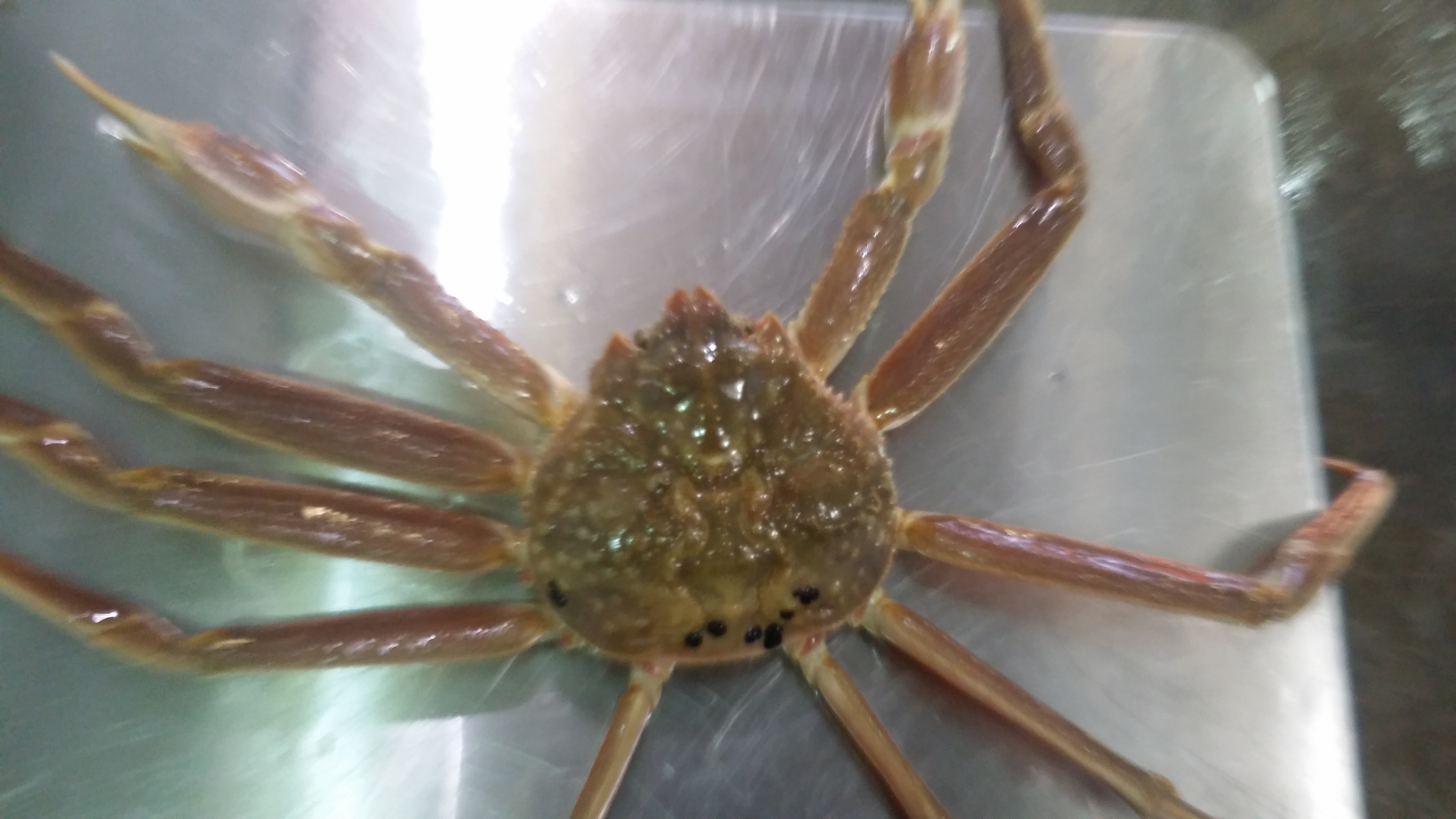 세진씨푸드