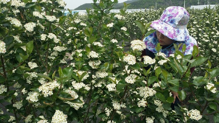 황매산애푸드