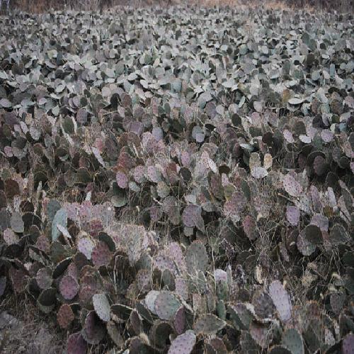 백세건강백년초