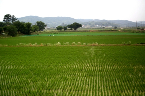 마루골농산