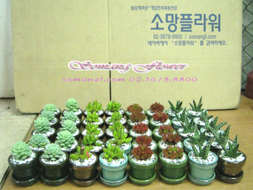 소망플라워