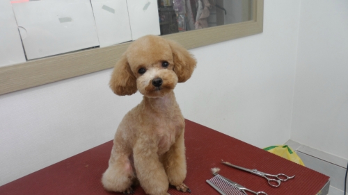 댄디애견 대표 이미지