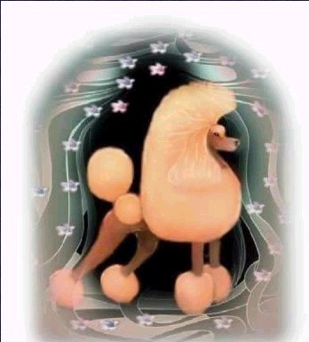 권상국애견미용학원 대표 이미지