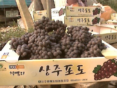 캄벨포도 거동작목반