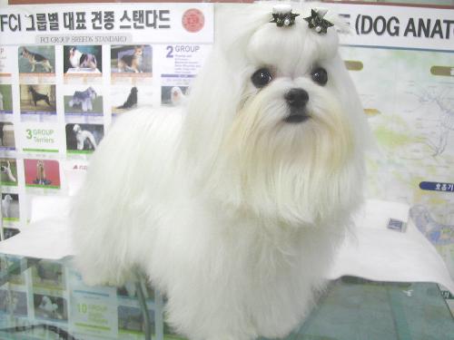 퍼피하우스 대표 이미지