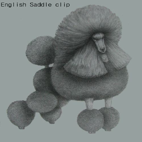 권상국애견미용학원 대표 이미지