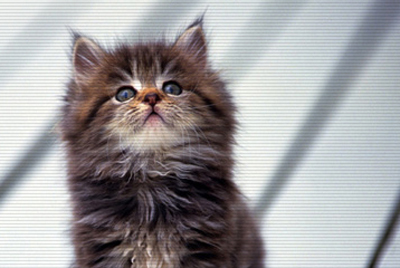 중곡동물병원 대표 이미지