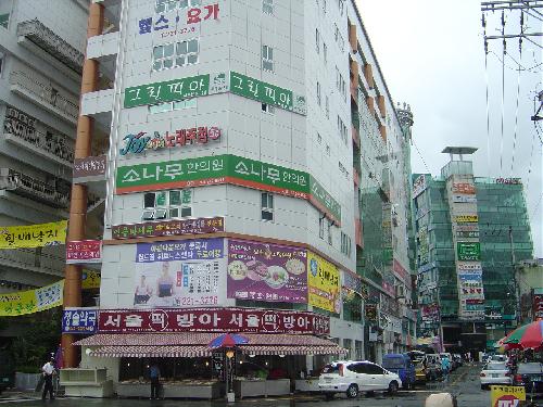 소나무