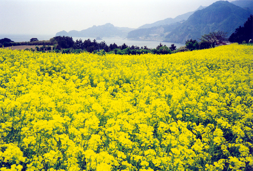 죽도