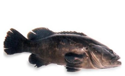 유림냉동수산