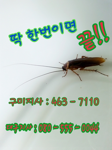 로취버스터즈 동천점