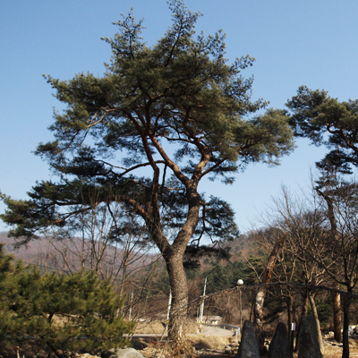 참소나무농원