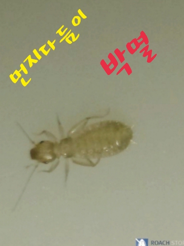 로취버스터즈 동천점