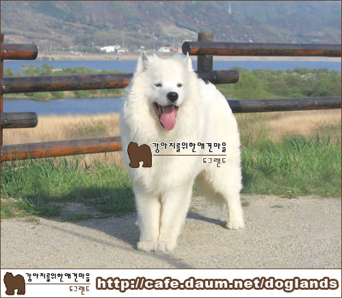 도그랜드