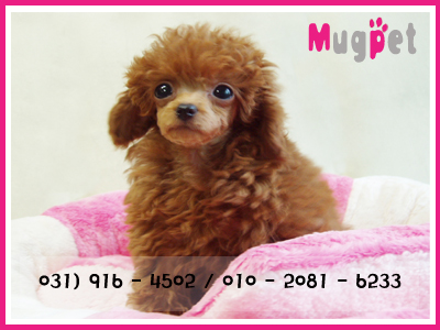 머그펫 대표 이미지