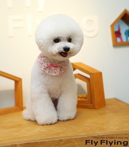 플라이플라잉 대표 이미지