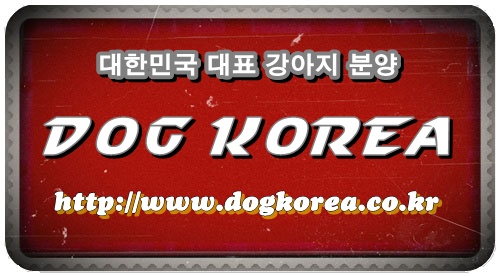 도그코리아