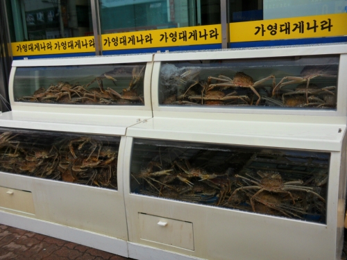 가영대게나라