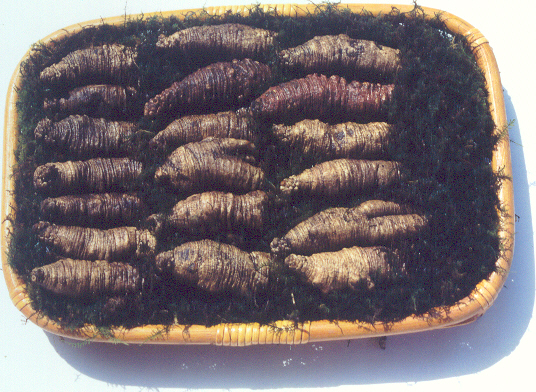 조합법인 천지영농