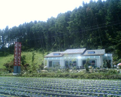 석송령심마니 설명사진
