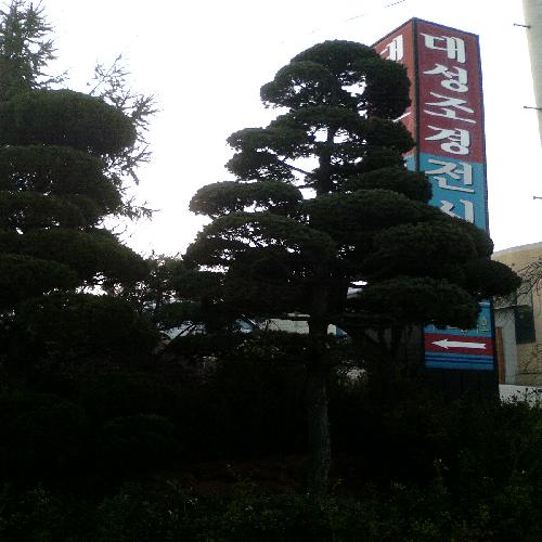 대성조경