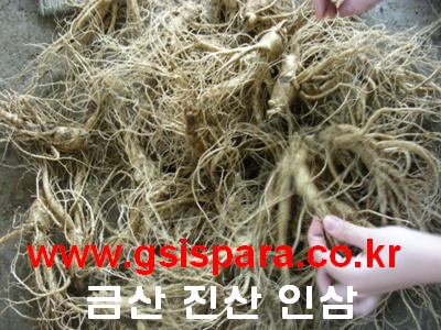 금산진산인삼