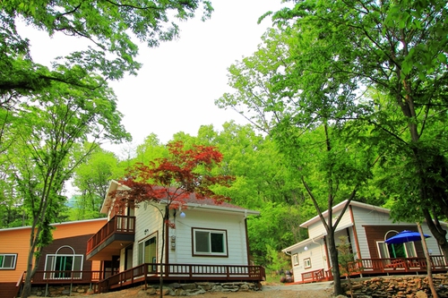 느티나무펜션