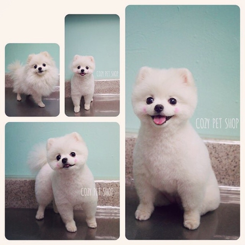 코지펫샵 대표 이미지