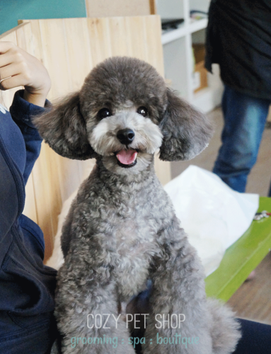 코지펫샵 대표 이미지