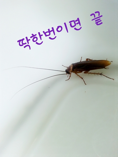 로취버스터즈 김천지사