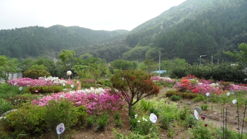 유명산 들꽃여울 캠핑장