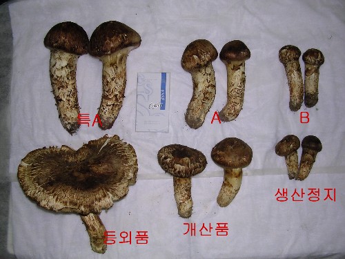 안동천지갑산농원