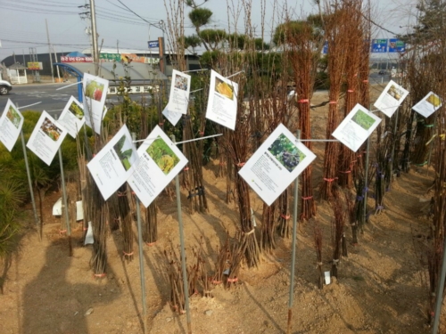그린묘목조경백화점
