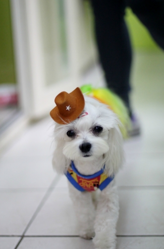 올리브펫