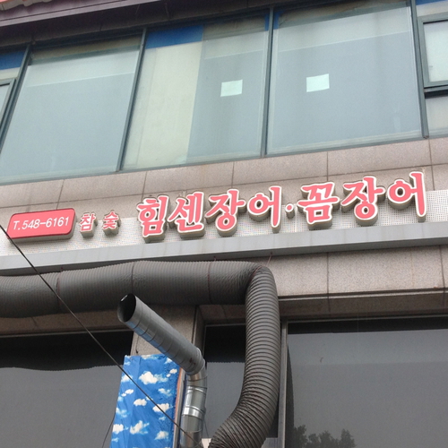 힘센장어