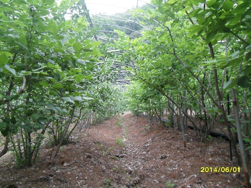 산막골 블루베리농장