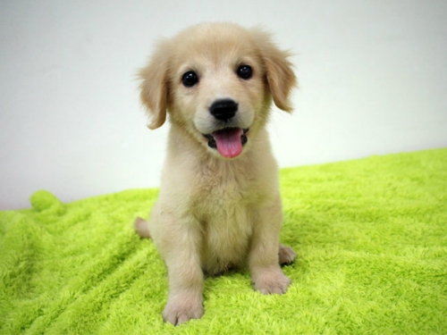 아지랜드 대표 이미지