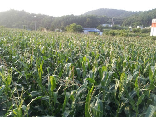 쌍둥이농원