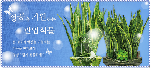 대전현플라워