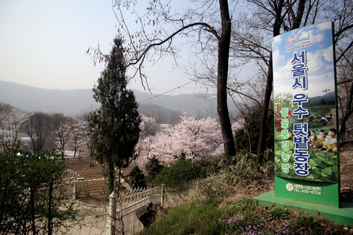 들꽃풍경