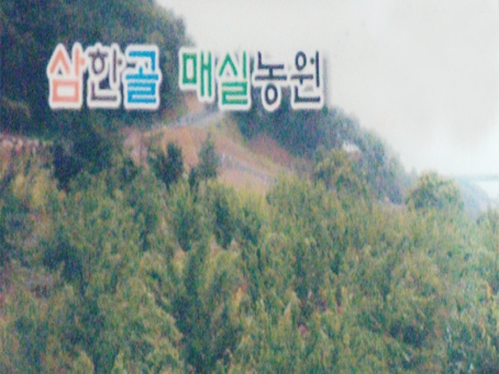 삼한골매실농원