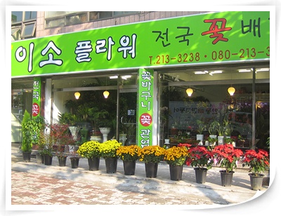 이소플라워
