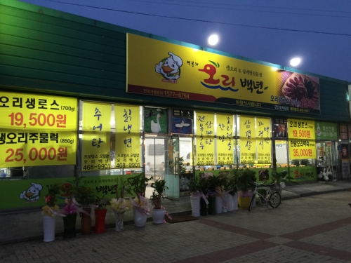 백봉자오리백년