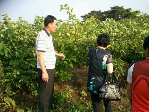 꾸지뽕삼계탕