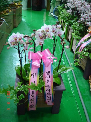 중앙꽃화원
