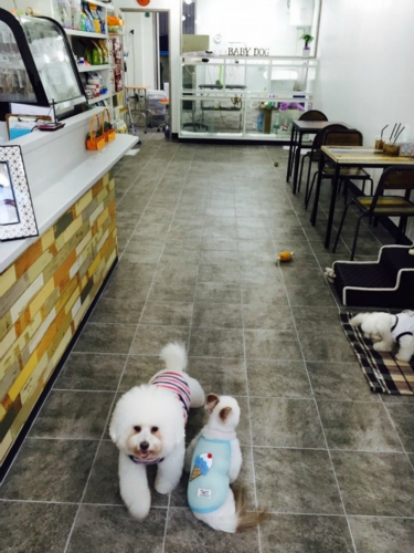 베이비독 대표 이미지