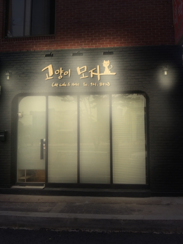 고양이모자