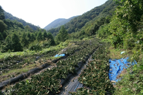 아싸천년초농장