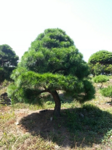 반석농원