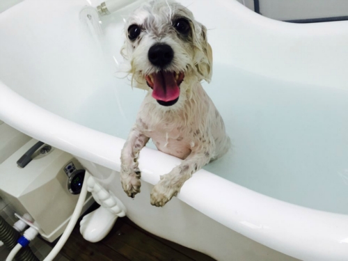 베이비독 대표 이미지